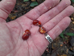 Dysoxylum gaudichaudianum