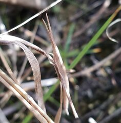 Achurum carinatum