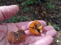 Dysoxylum gaudichaudianum