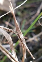 Achurum carinatum