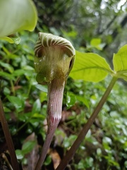 Arisaema ringens