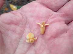 Dysoxylum gaudichaudianum