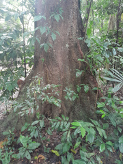 Dysoxylum gaudichaudianum
