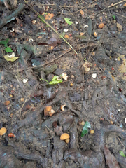 Dysoxylum gaudichaudianum