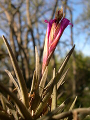Tillandsia argentina