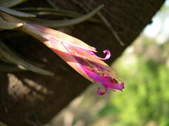 Tillandsia argentina