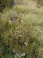 Dracophyllum acerosum