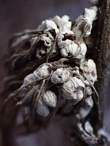 iNaturalist observation photo of Sagebrush Woolly Stem Gall Midge