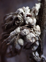 Rhopalomyia floccosa