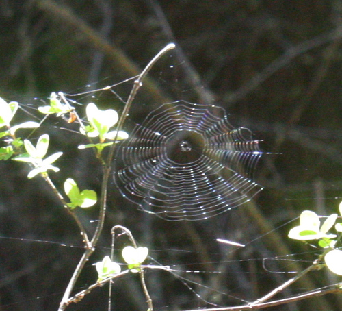 Araneae