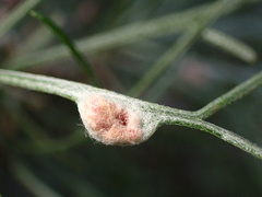 Aceria paracalifornica