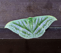 Mixochlora argentifusa