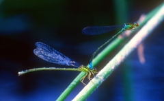Enallagma antennatum