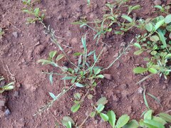 Eragrostis barrelieri