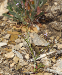 Gilia transmontana
