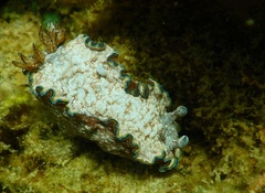 Glossodoris