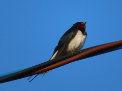 Hirundo rustica gutturalis