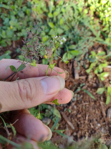 Capsella bursa-pastoris observed 2022-12-26