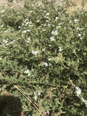 Heliotropium ramosissimum