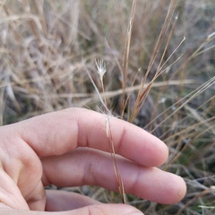 Schizachyrium gracile