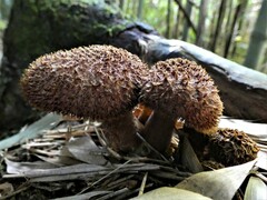 Tricholomopsis scabra