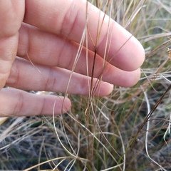 Schizachyrium gracile