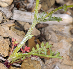 Gilia transmontana