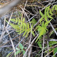 Pelazoneuron kunthii