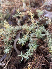 Frankenia salina