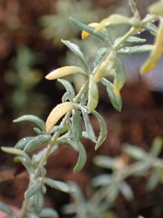 Frankenia salina