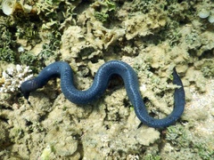 Emydocephalus annulatus