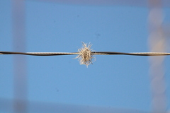 Tillandsia recurvata