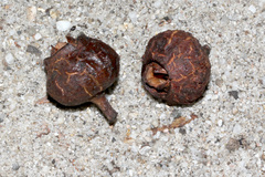 Eucalyptus baileyana