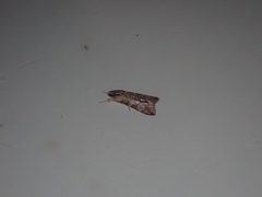 Melipotis acontioides