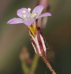 Gilia transmontana
