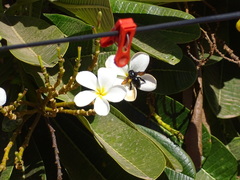 Xylocopa californica arizonensis