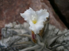 Tillandsia xiphioides