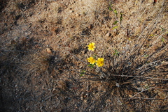 Oxalis frutescens