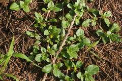 Alternanthera pungens