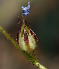 Gilia transmontana