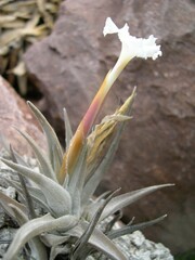 Tillandsia xiphioides