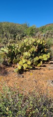 Opuntia oricola