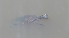 Chelidae