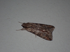 Melipotis acontioides