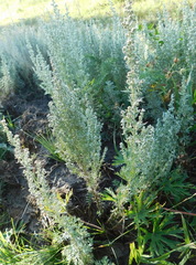 Artemisia