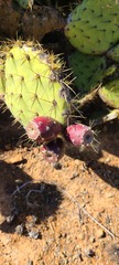Opuntia oricola