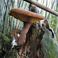 Tricholomopsis scabra