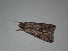 Melipotis acontioides