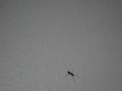 Paratrechina longicornis