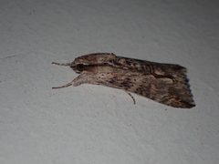 Melipotis acontioides